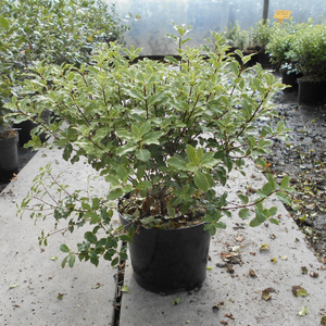 Pittosporum tenuifolium